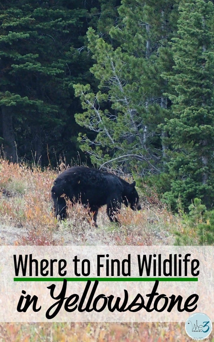 Tips on where to find wildlife in Yellowstone National Park in Wyoming including bear, elk, bison and more.
