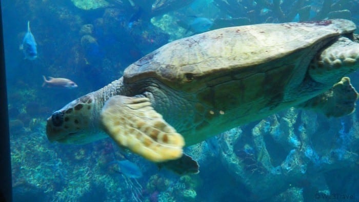 New England Aquarium Myrtle the Turtle
