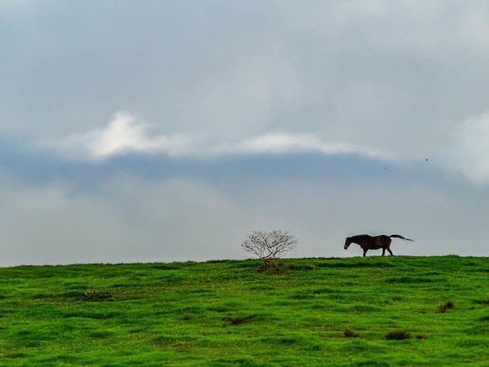 Upcountry slope and horse