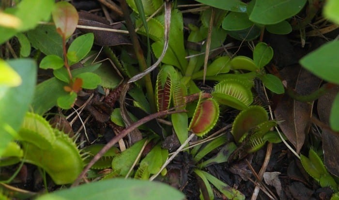 Carolina beach state park venus flytrap