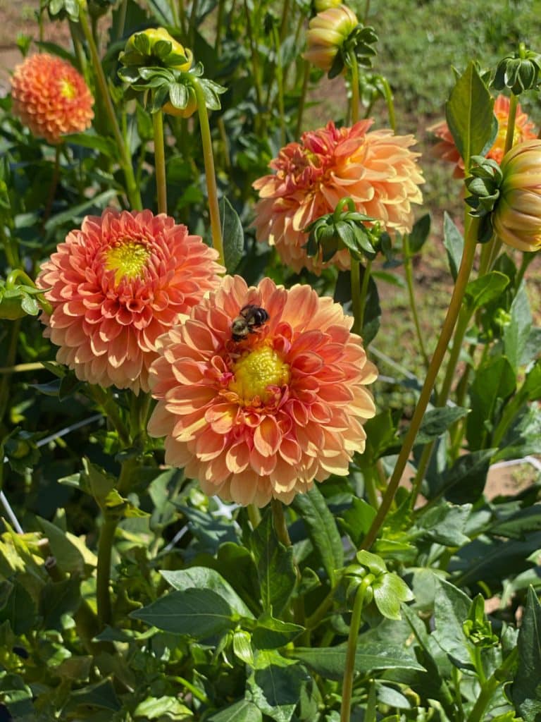 Dame Farm orange dahlia