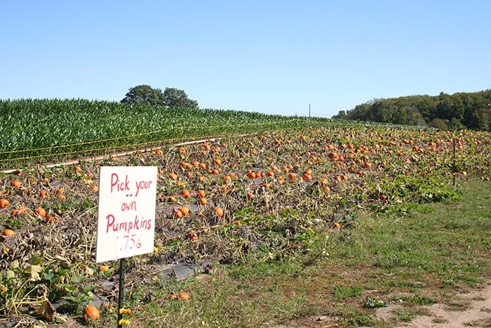 pumpkin patches in Rhode Island Dame farm