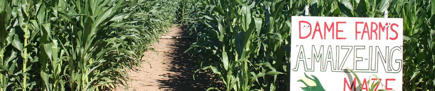 Best corn mazes in Rhode Island