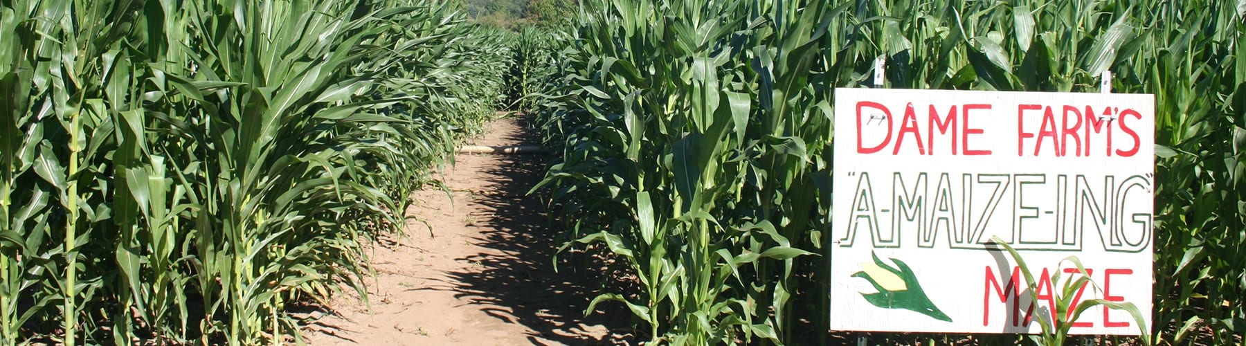 Best corn mazes in Rhode Island