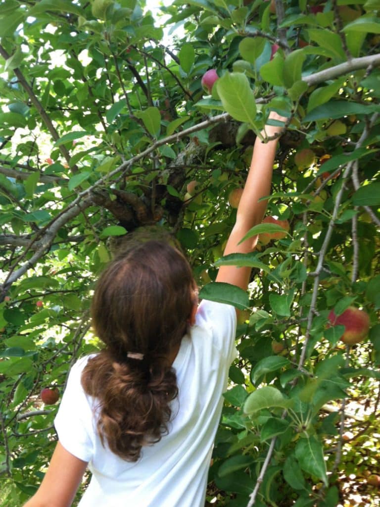 Hannah picking apples at Jaswell's farm