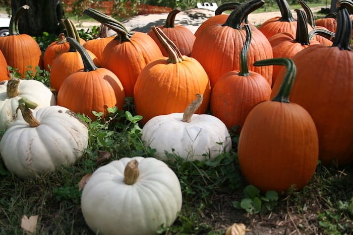 Four Town Farm pumpkin picking in RI