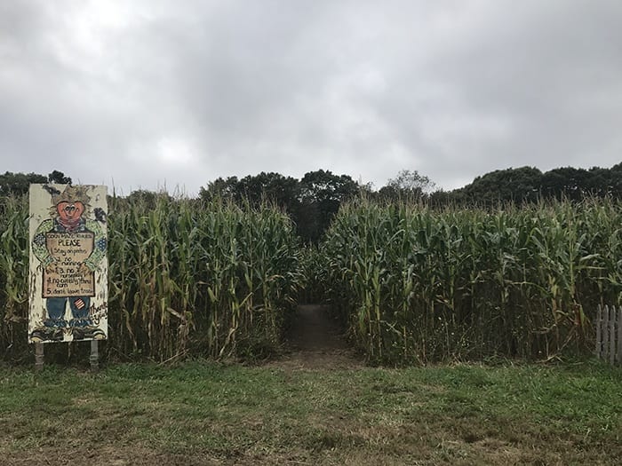 Morris Farm corn maze