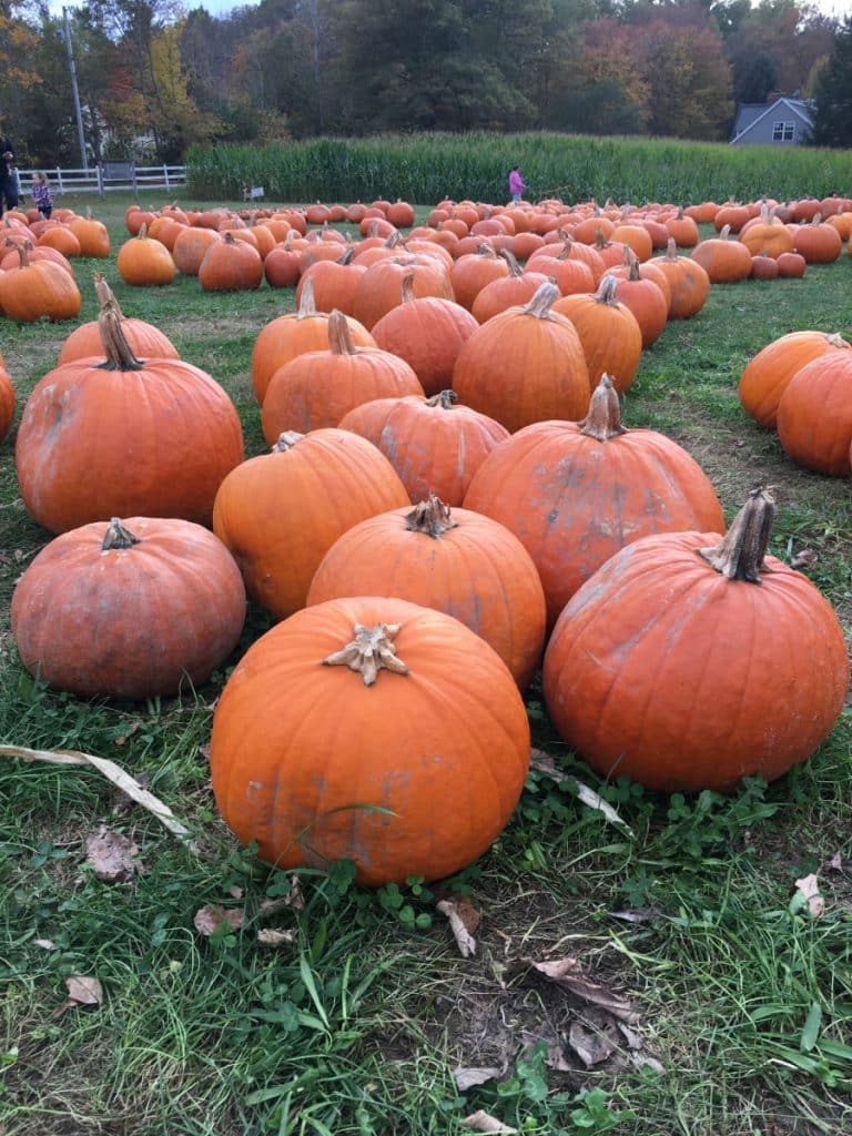 Pumpkins at Adams Farm