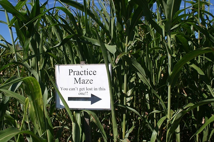 Salisbury Farm Corn Maze RI