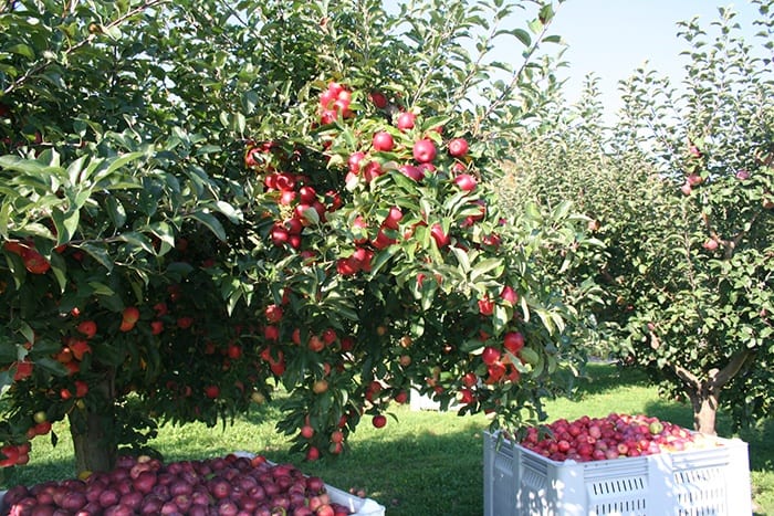 Pippin Apple Orchard in RI