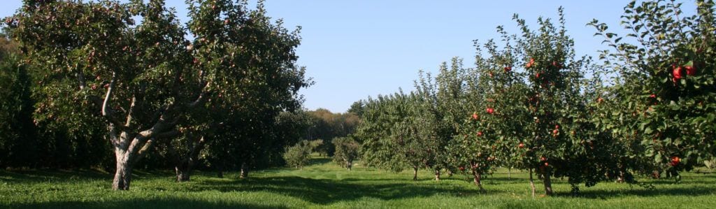 Best apple picking in Rhode Island