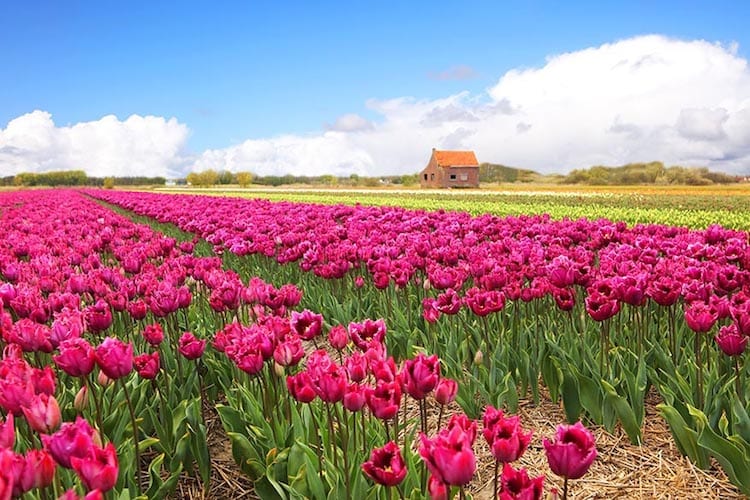 Tulip fields in the Netherlands