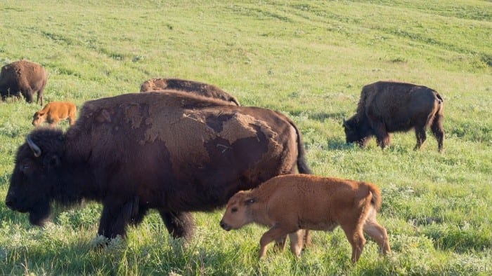 Maxwell wildlife refuge bison