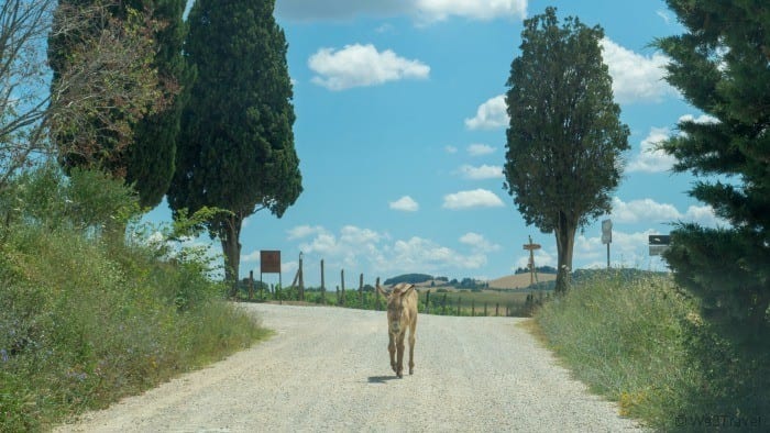 donkey on the road in Pienza