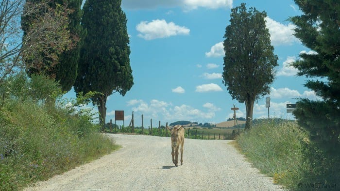 burro na estrada em Pienza