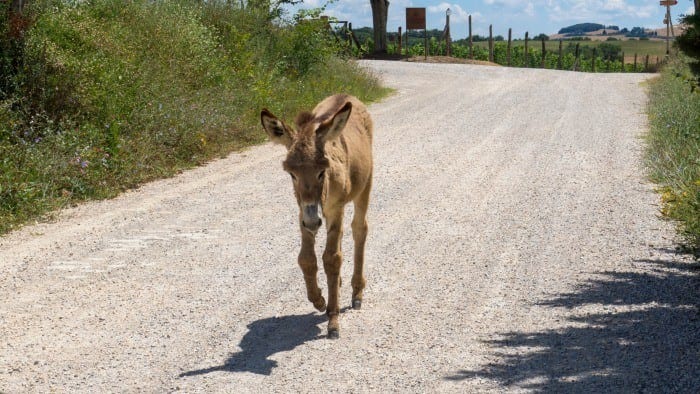 Donkey in the road in Italy