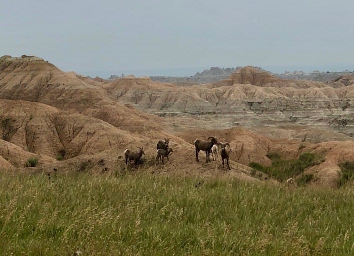 Badlands sheep