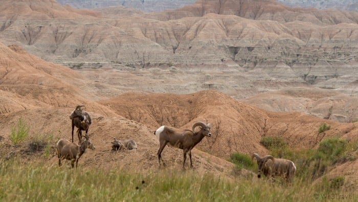 Badlands bighorn sheep