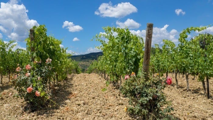 Montalcino wine vines