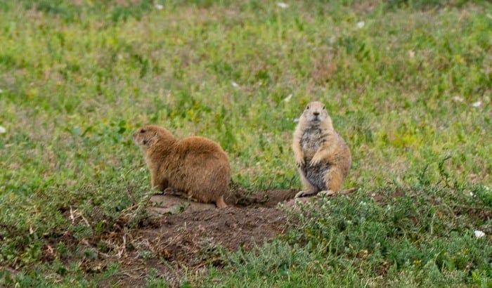 prairie dogs