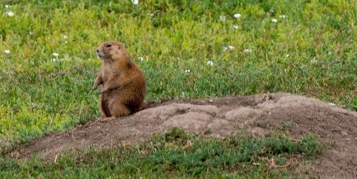 prairie dog close up