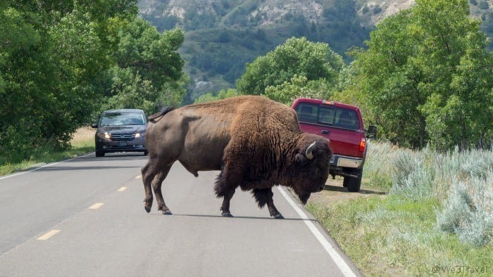 Bison crossing the road