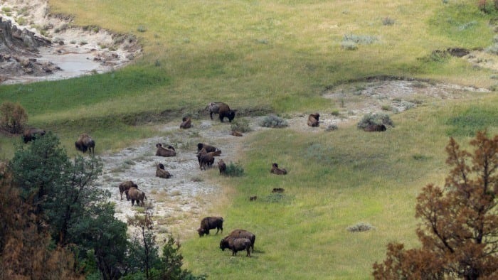 Bison in valley