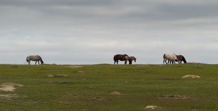 Wild horses