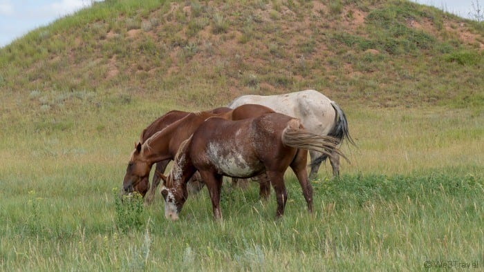 Wild Horses close up