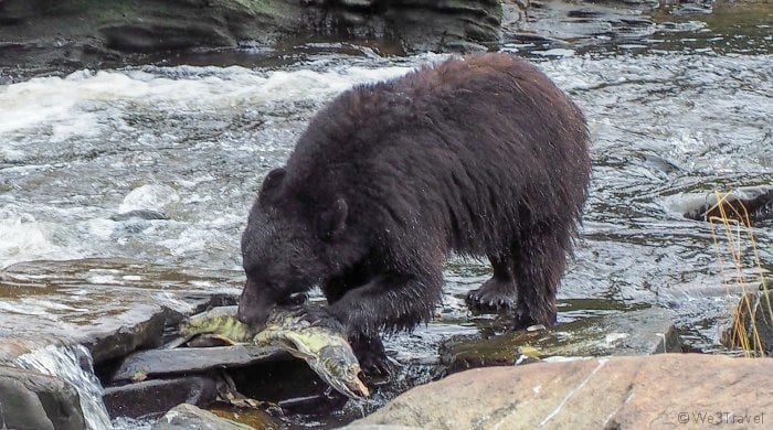 Bear eating fish in Neets Bay