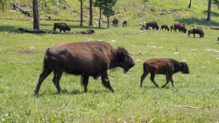 Custer State Park bison