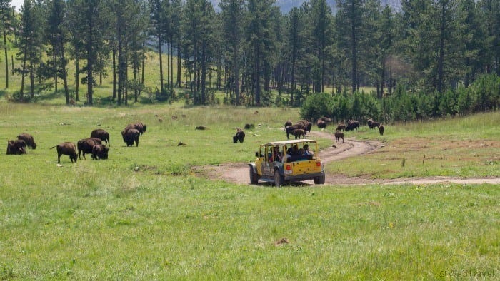 Buffalo jeep safari