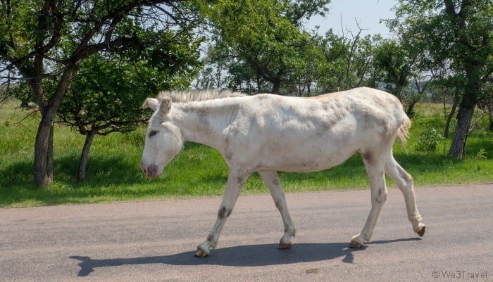 Custer State Park begging burro