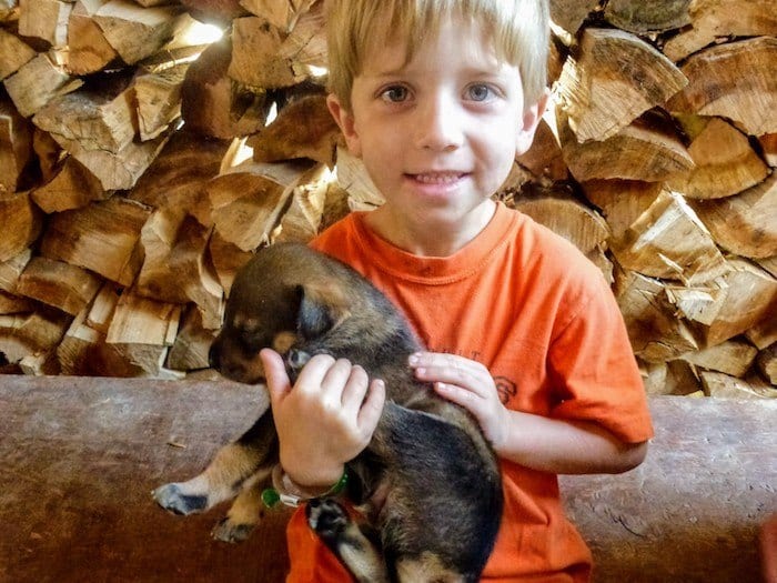 Holding a sled dog