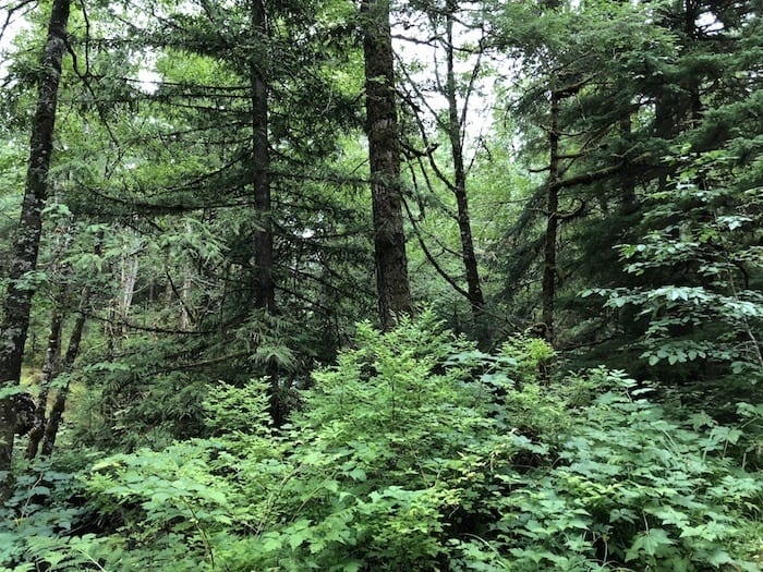 Ketchikan hike