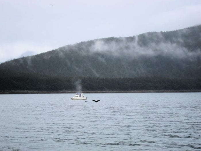 whale watching in Juneau