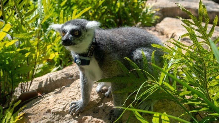 Bermuda aquarium lemur