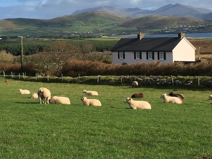 sheep on Dingle Peninsula