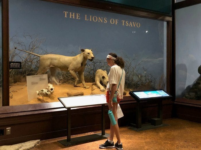 Field Museum Lion