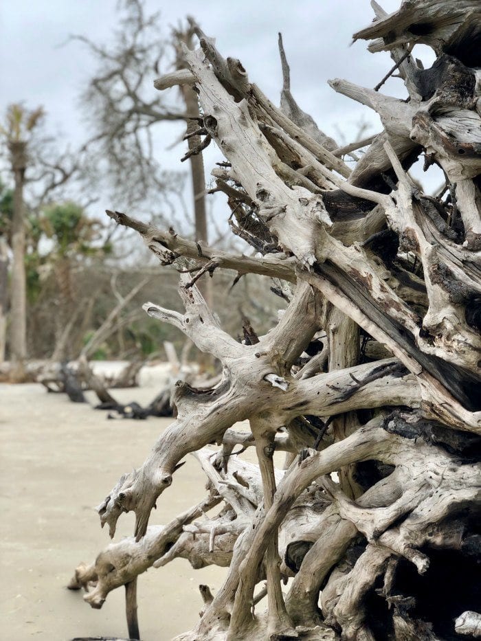 Driftwood beach close up