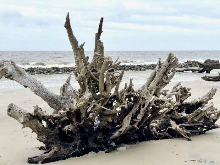 Jekyll Island Driftwood Beach tree