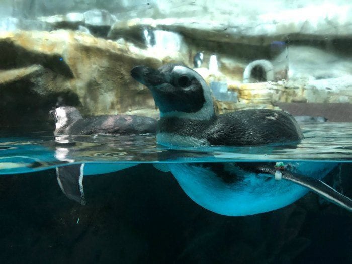 Shedd Aquarium penguin