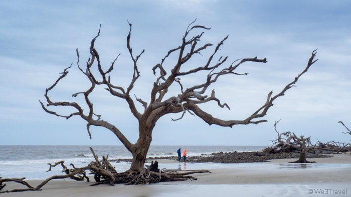 Driftwood beach trees