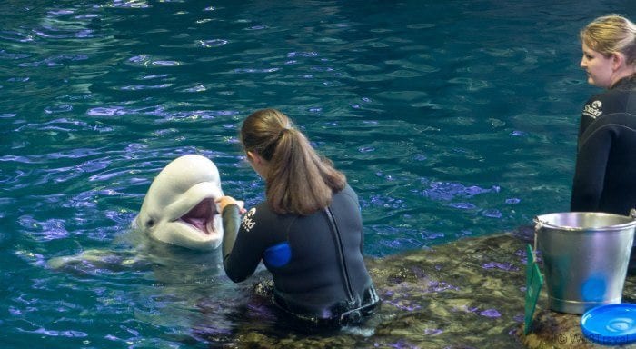 Shedd Aquarium beluga whales