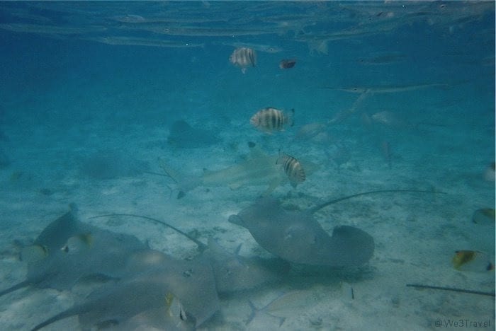 Shark feeding in Bora Bora