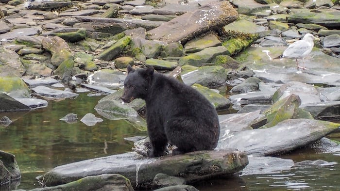 Bear sitting in Alaska