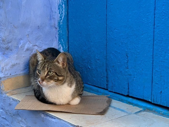 cat on blue step