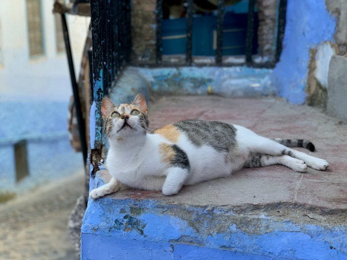 cat on step looking up