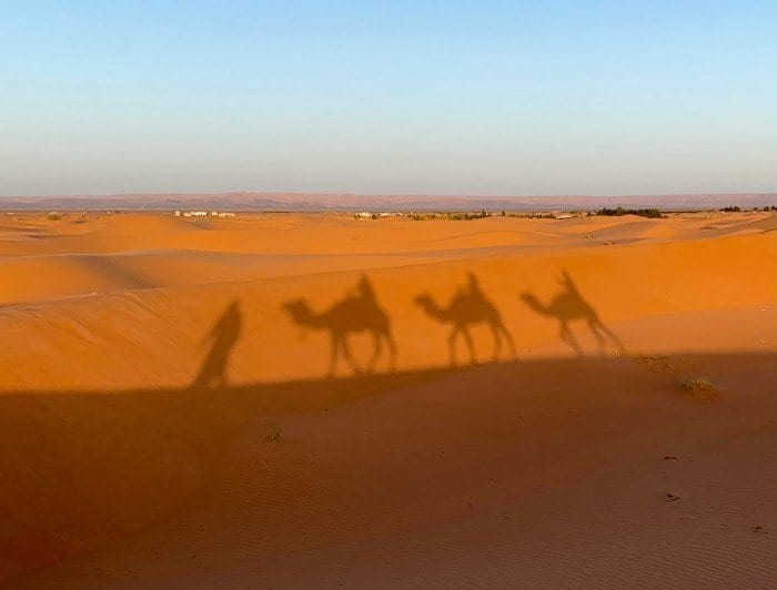 Camel shadows on the dunes