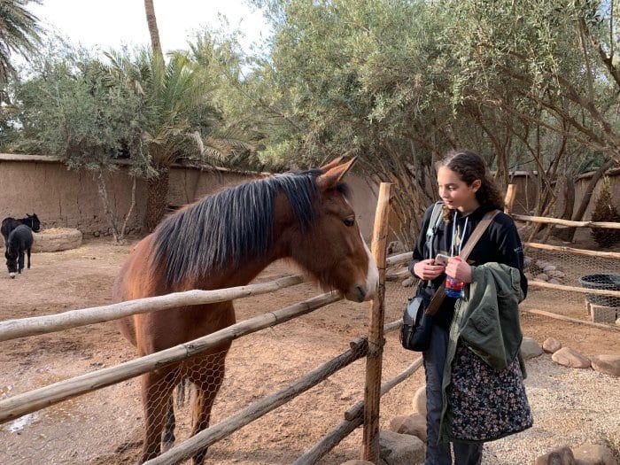 L'Ma Lodge horse and donkeys